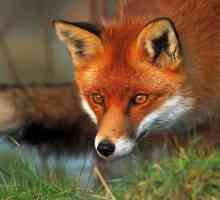 Najzanimljivije činjenice o lisicama: staništa, hrane i pogledom