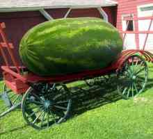 Najveća lubenica na svijetu će iznenaditi mnoge