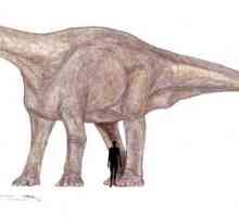 Najveći dinosaura: bruhathkayosaurus ili ...