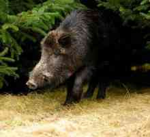 Najveći svjetski svinja: nevjerojatna priča o divljim svinjama