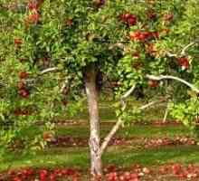 Vrtlarstvo tajne: gnojenje jabuke u jesen