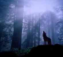 Serija „Wolf Lake” - zamršeni spoj mistike i romantike