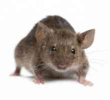 „Sivi banditi”, ili kako dobiti miševe iz kuće? dobar savjet