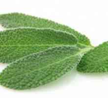 Salvia: ljekovitost i primjena