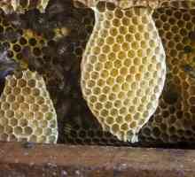 Velikodušan dar prirode - med u saću. Korisna je proizvod pčela?