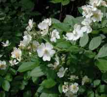 Šipak bijelo - cvijet trubadur poezija