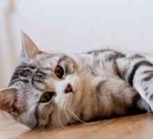 Škotski pryamouhie mačka: opis pasmine