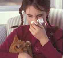Simptom alergije na mačke i kako da biste dobili osloboditi od njega