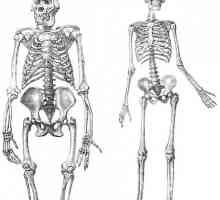 Kostur donjih udova osobi: struktura i funkcija