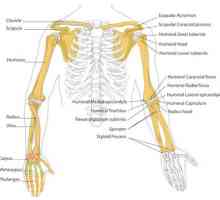 Kostur ljudskom rukom: struktura. Ljudski kostur ruke