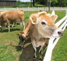 Koliko mlijeka krava daje dnevno, a koji utječe na količinu mlijeka