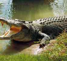 Koliko zubi krokodila? I druge zanimljive činjenice