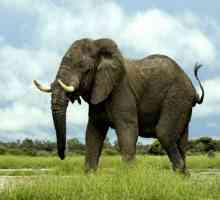 Koliko je teška slon? Gotovo jednako kao 4 ili 18 nosoroga zebre