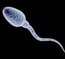Koliko žive sperme, a koliko se oslobađaju tijekom ejakulacije