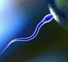 Koliko žive sperme u rodnici i okoliš?