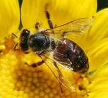 Koliko pčele žive u prirodi