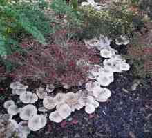 Lactifluus vellereus - gljiva raste u listopadnim nasadima