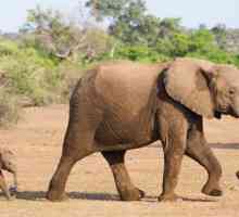 Slon - simbol što? Vrijednost životinja u različitim zemljama i religija