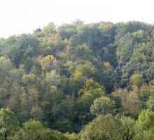 Mješoviti i listopadnim šumama. Klima mješovitih i listopadnim šumama