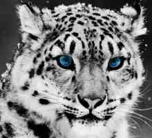 Snow Leopard - gorštak
