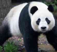 Ostaju li bambusa šuma gdje pande žive?