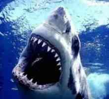 Dream Tumačenje: Shark - čovjekov najgori neprijatelj!