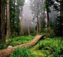 Dream Tumačenje: što sanja šumu