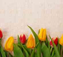 Dream Tumačenje: tulipan. Zašto san crvene tulipana?