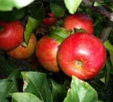 Raznolikost jabuke „Melba” - dar pad
