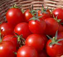 Sorte rajčice Stam. Kako da se brine za Stam sorti rajčice