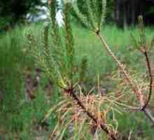 Pine vrsta lisnih osa: metode borbe