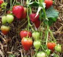 Savjeti iskusnih vrtlara: kako pripremiti kolijevke jagoda