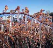 Savjeti vrtlara: kako sklonište vinove loze za zimu