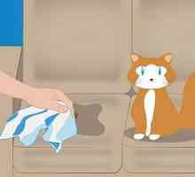 Savjeti ljubimac vlasnici: kako ukloniti miris mačka urin?