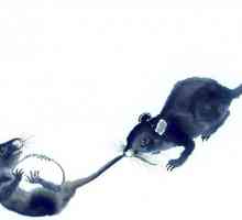 Kompatibilnost muški štakori i ženke štakora. izgledi unije