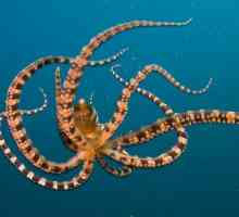 Hobotnica - nevjerojatna prostranstvo mora stanovnik