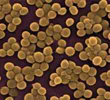 Staphylococcus aureus na koži: Simptomi i liječenje