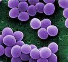Staphylococcus aureus u dijete: njegove opasnosti, kako ga se riješiti