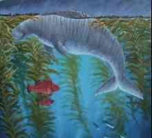 Stellerova morska krava - izumrla vrsta sirena momčadi