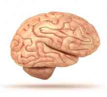 Struktura ljudskog mozga. Da u lubanji?