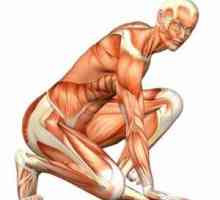 Struktura i funkcija ljudskog mišića
