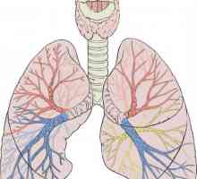 Struktura humanog pluća
