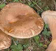 Svinarovim - gljiva, korisna svojstva koja su od neprocjenjive vrijednosti