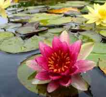 Sveta cvijet Egipćana. Lotus cvijet značenje?