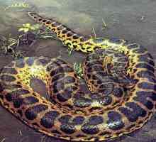Je li opasno anakonda zmija?