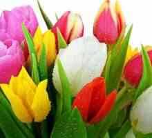 Tulip: uzgoj i održavanje u okućnicom