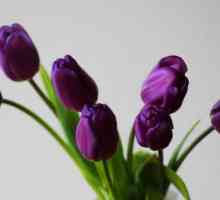 Tulipani ljubičasta - to znači? Buket ljubičastih tulipana kao simbol vjernosti