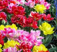 Tulipani frotir kasno i rano. Bijeli tulipani frotir