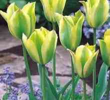 Tulipani: sadnja u jesen. Savjet iskusni vrtlar