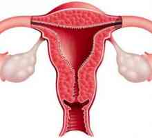 Endometrija debljine na dane ciklusa: norme i odstupanja